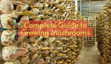 Complete Guide To Growing Mushrooms Ezmushroomkit