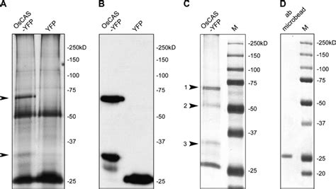 Detection And Identification Of Immuno Pull Down Proteins From