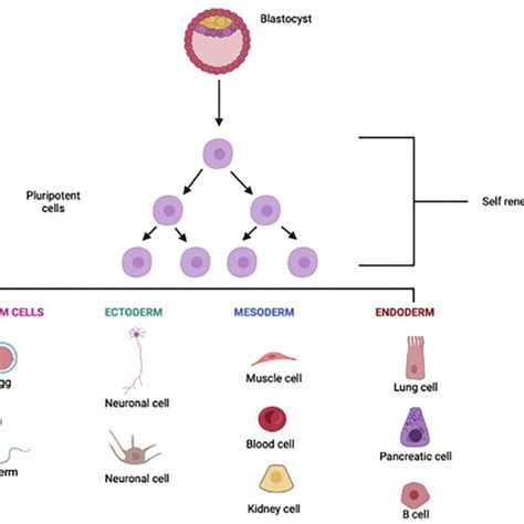 Human Embryonic Stem Cells Differentiation Image Source