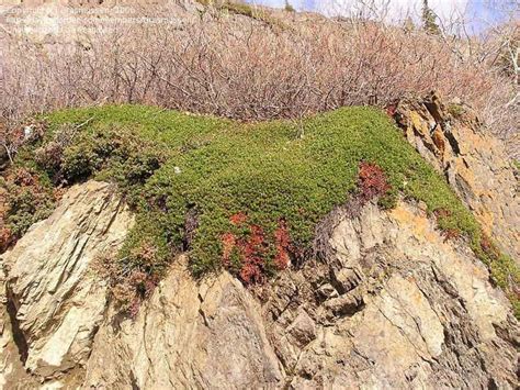 Plantfiles Pictures Arctostaphylos Species Bearberry Kinnikinnick