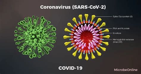 SARS-CoV-2: Properties, Transmission, and Prevention • Microbe Online