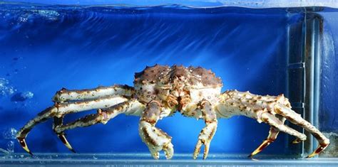 Alaskan King Crab As A Pet Pulutan Club