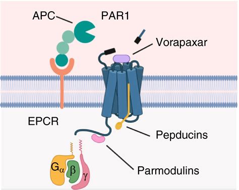 Molecular Basis Of Proteaseactivated Receptor 1 Signaling Diversity