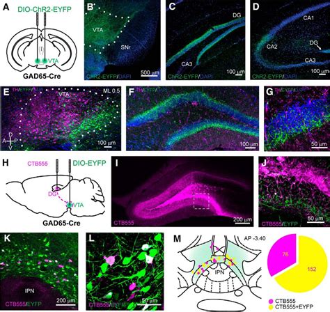 Vta Projection Neurons Releasing Gaba And Glutamate In The Dentate