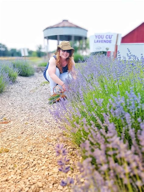 10 Lavender Farms To Visit In The South Artofit