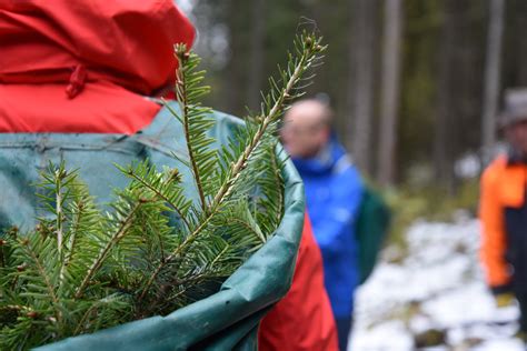 Sch Ffel Stiftung Wald Der Zukunft