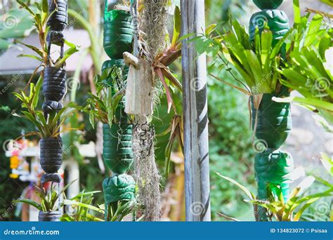 Plant Growing In Recycled Plastic Bottle Vertical Garden Made By