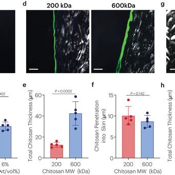 Chitosan Topological Adhesion Depends On PH Polymer Concentration And