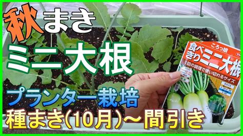 25 家庭菜園 秋まきミニ大根をプランターで育てる 種まき10月～間引き（説明付き）【プランター栽培】 Youtube