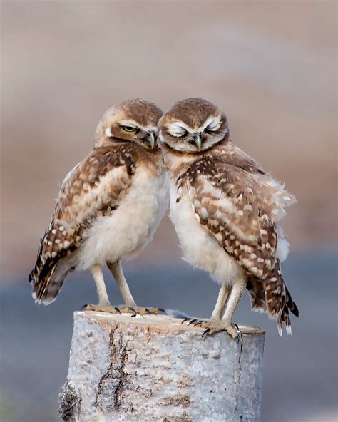 Burrowing Owl Audubon Field Guide