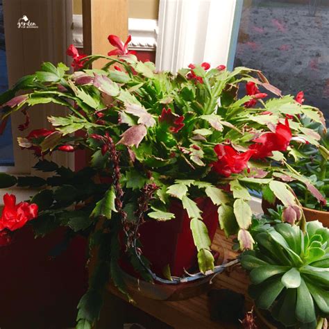 How To Prune My Christmas Cactus At Nina Mcneil Blog