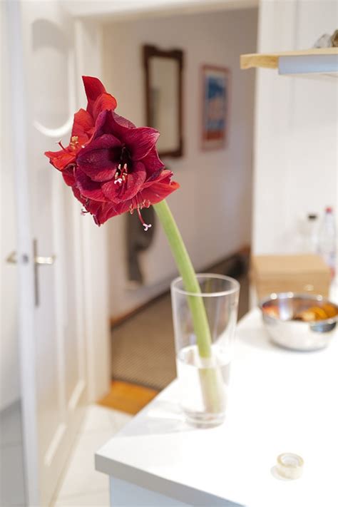 Amaryllis In Der Vase So H Lt Sie Als Schnittblume Lange Freudengarten