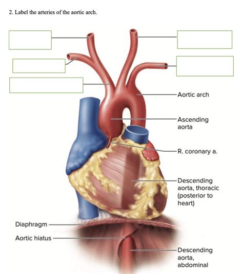 Arteries Of The Aortic Arch Diagram Quizlet