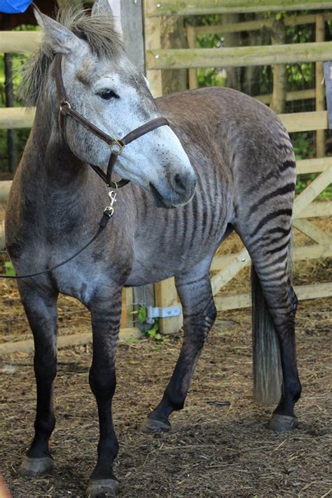 A Zorse Zorse Horses Rare Animals