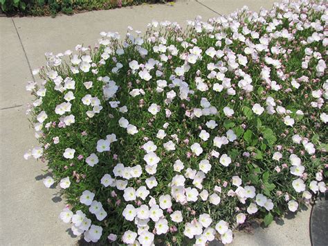 Siskiyou Mexican Evening Primrose Oenothera Berlandieri Siskiyou In