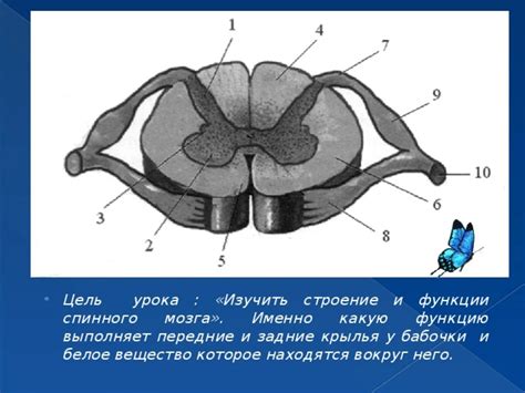 Строение Спинного Мозга Рисунок 8 Класс (52 Фото)