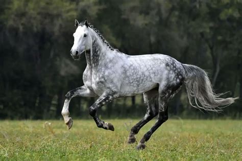 21 Dapple Grey Horse Facts: Including Photos, Breeds And Resources