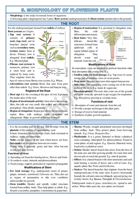 Solution Morphology Of Flowering Plants Notes Studypool