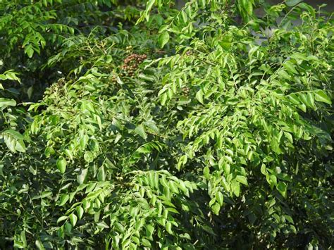 How To Grow Curry Leaf Trees Gardeners Path