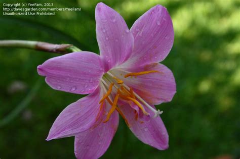 Plantfiles Pictures Habranthus Argentine Rain Lily Brazilian