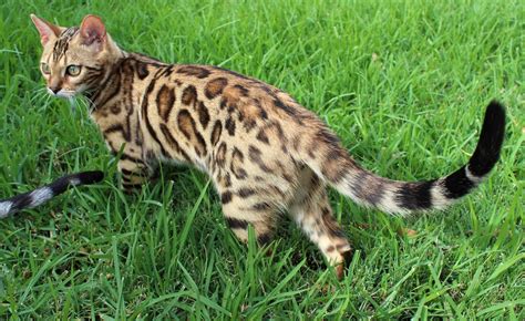 Brown Bengal Cats of Sancheita Bengals