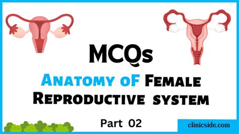 Mcqs On Anatomy Of Female Reproductive System Clinic Side