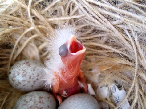 Happy Bird Place Finch and Grasskeet Blog: canary baby