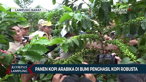 Panen Kopi Arabika Di Lampung Yang Dikenal Penghasil Robusta Video