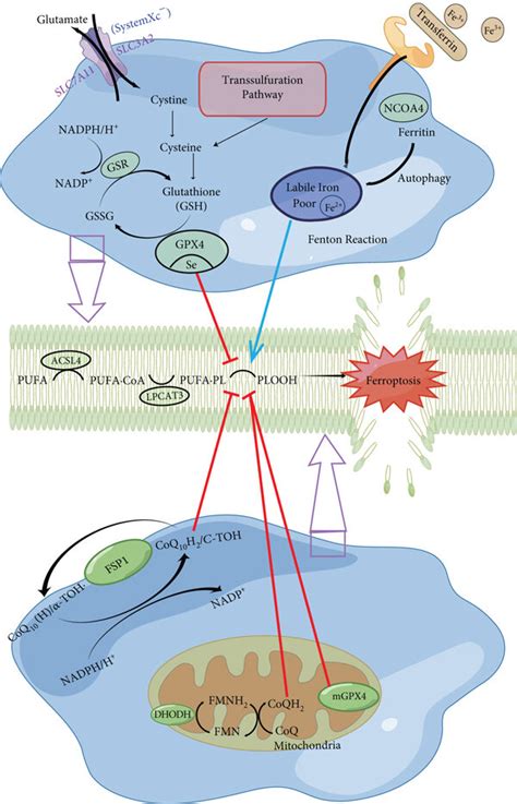 Ferroptosis And Liver Fibrosis The Liver Is The Organ Most Vulnerable