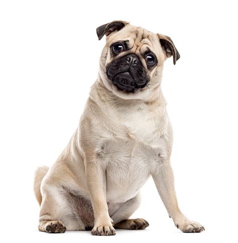 Pug Stock Photos Pictures And Royalty Free Images Istock