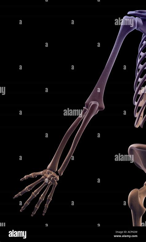 Ossa Arto Superiore Anatomia Immagini E Fotografie Stock Ad Alta