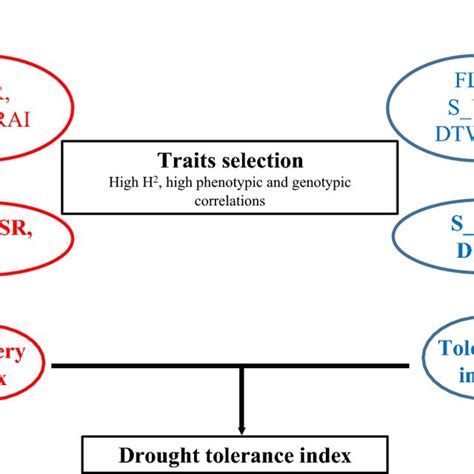 Number Of Genotypes With High Drought Tolerance At Seedling Stage And Download Scientific