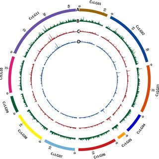 Genome Wide Distribution Of Snps Identified In Icpl Icpl