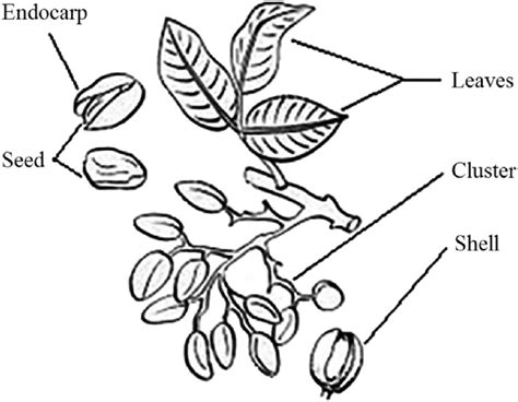 Morphology of different parts of pistachio seed. | Download Scientific ...