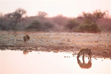 What Eats Hyenas? What Do Hyenas Eat? | Earth Life