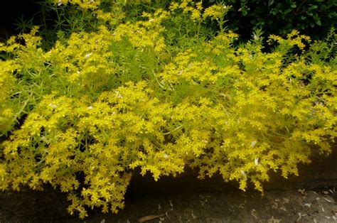 Sedum Reflexum Yellow Cushion Pépinière Passiflore