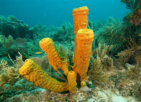 A Love Letter To Sponges The Molecular Ecologist