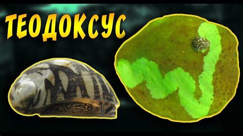 Эксперимент улитки теодоксус против водорослей в аквариуме. Выпуск √1 ...