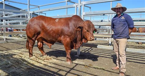 Sommer Stud Debuts At Droughtmaster National Bull Sale Queensland