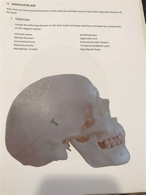 lateral view labeling of plain skull Diagram | Quizlet