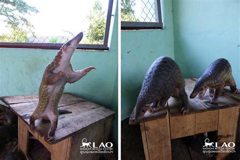 In Photos Rescued Pangolins Released Back Into The Wild In Thailand