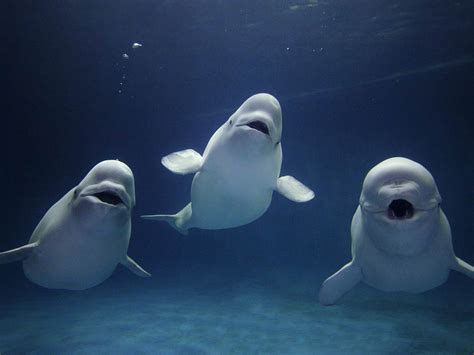 Beluga Whale Wallpaper and background - Animals Town