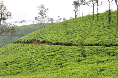 Wayanad Tea Fields