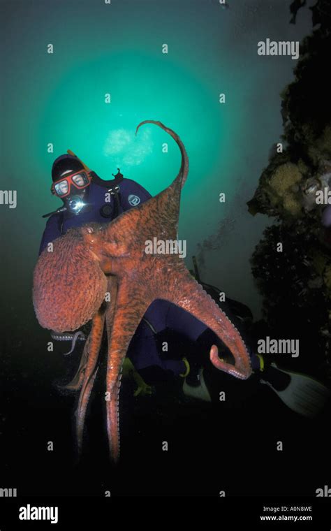 Giant Octopus Diver Hi Res Stock Photography And Images Alamy