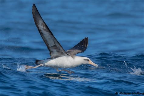 Wet And Wild Seabird Facts For World Albatross Day Birds Canada