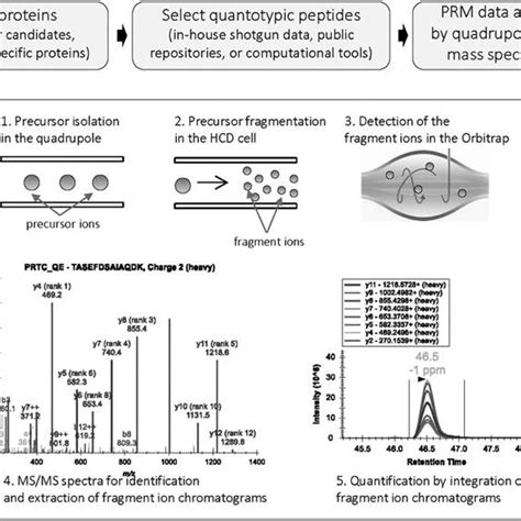 2 Prm Assay Workflow Step 1 Isolation Of The Target Precursor Ions In Download Scientific