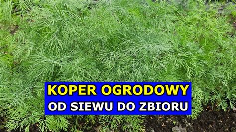 Uprawa Kopru OD SIEWU DO ZBIORU Siewy Kopru Problemy Mszyce Jak