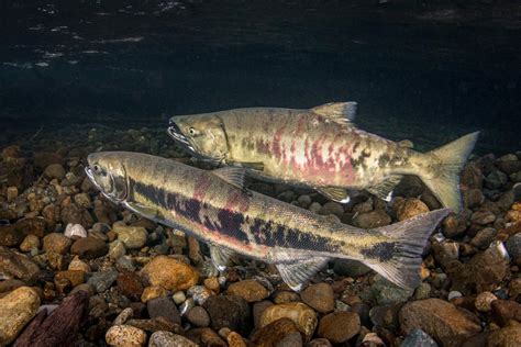 Eiko Jones Stock Male Campbell River Chum Salmon