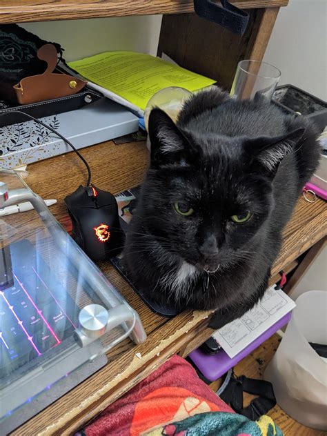 My Cat Doesnt Approve Of Me Playing Games On My Computer Rcats