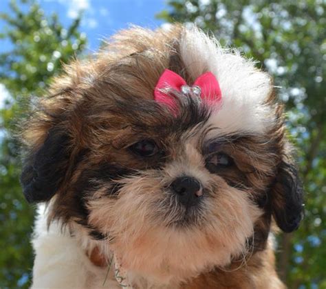 Adorable Female Shih Tzu Sara Looking For A Loving Home For Sale In